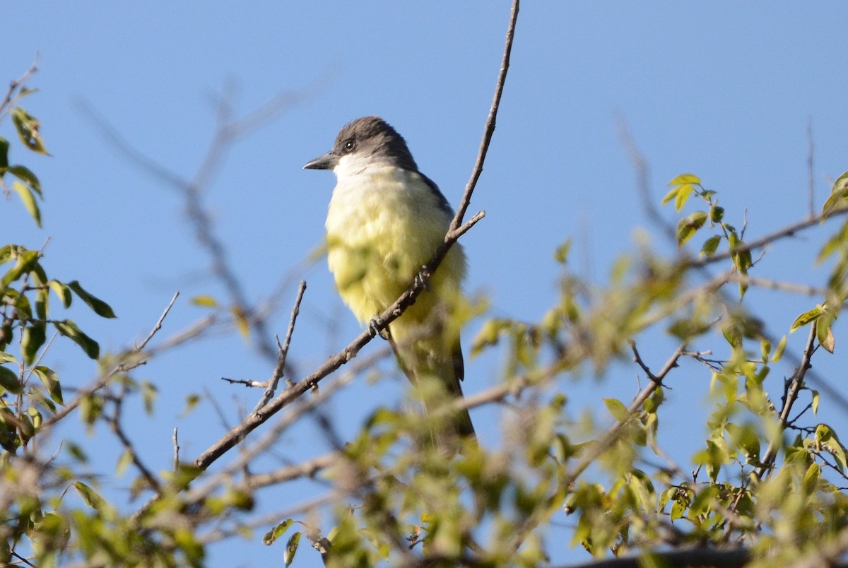 Thick-billed Kingbird - ML627762242