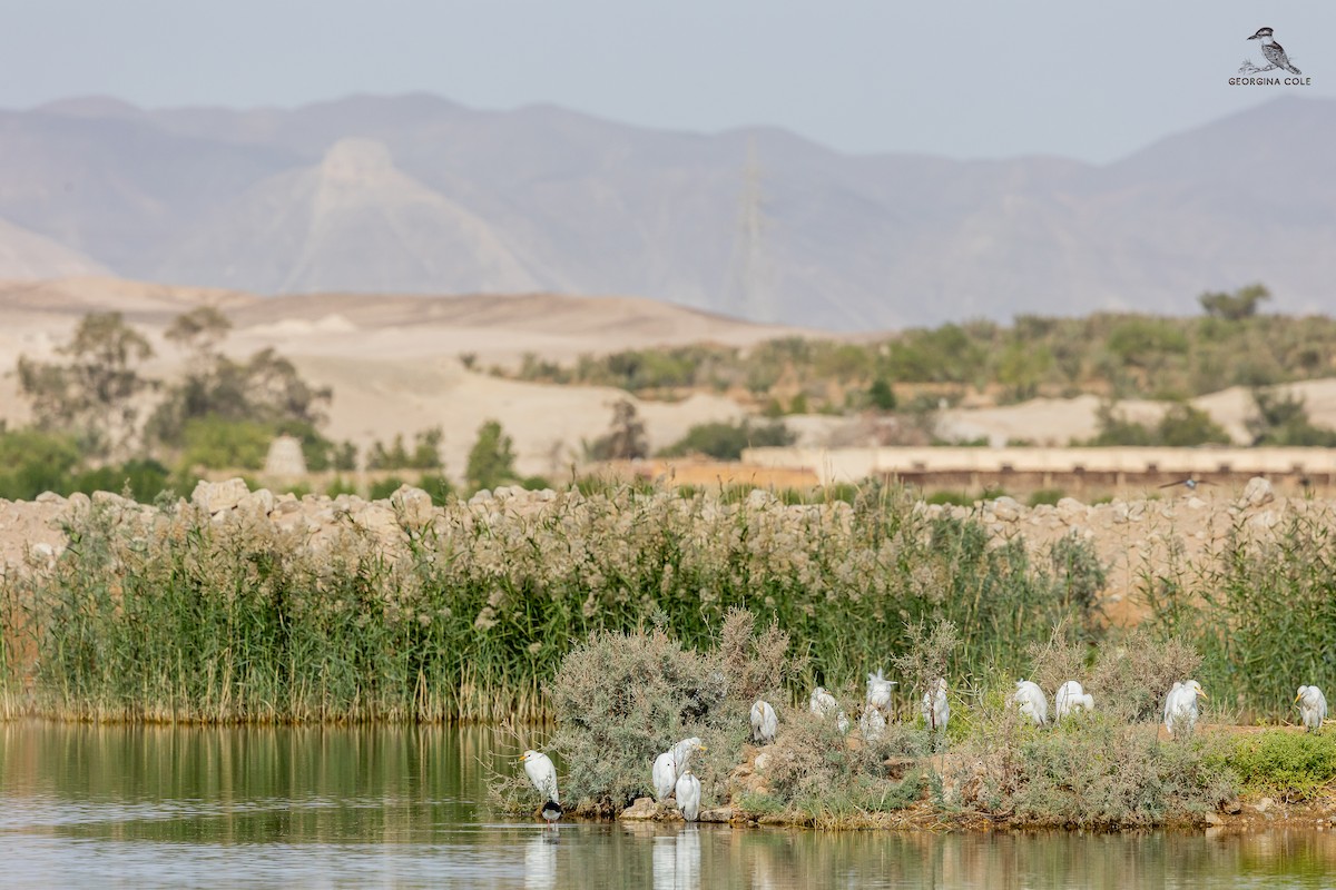 Western Cattle-Egret - ML627762245