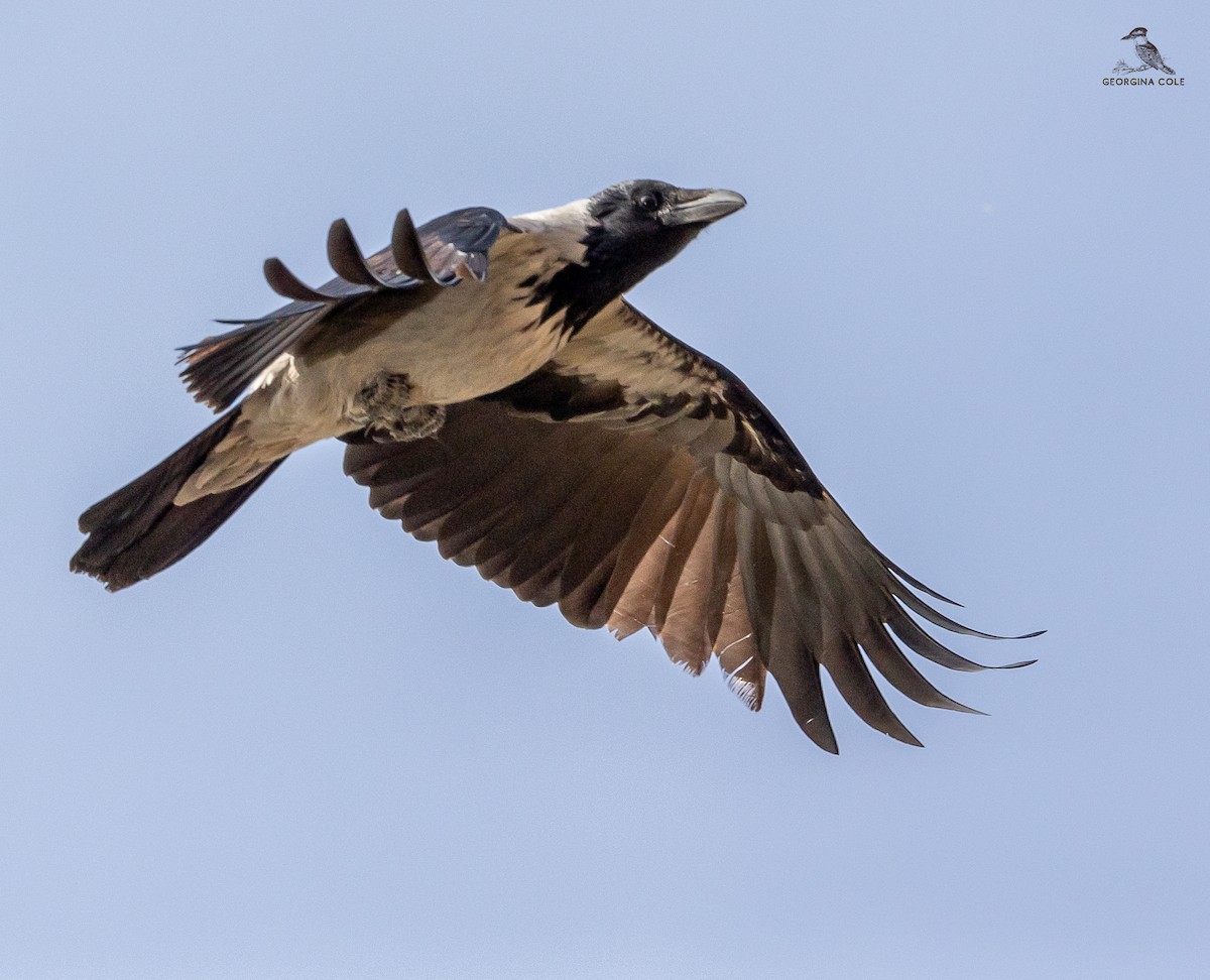 Hooded Crow - ML627762250