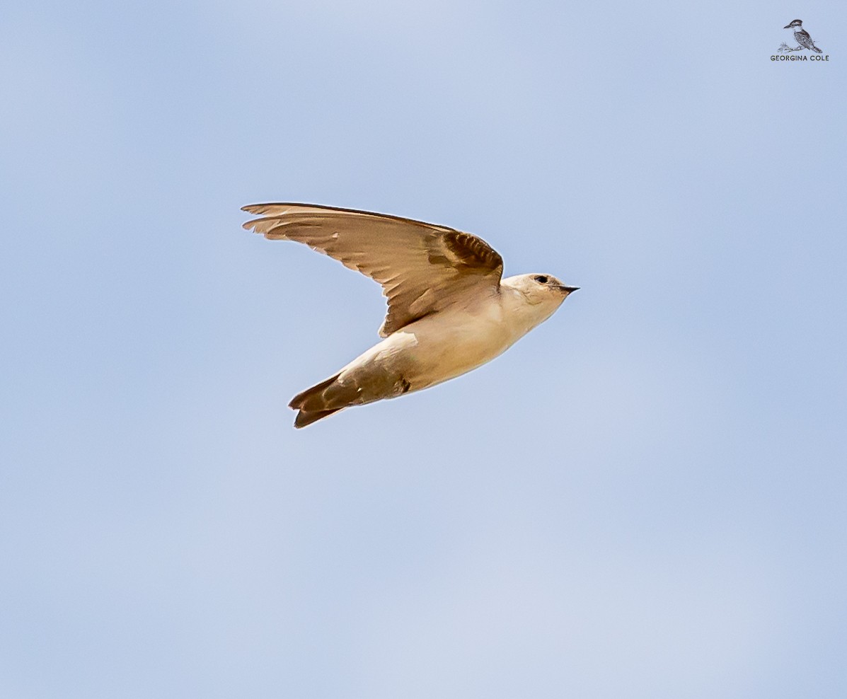 Pale Crag-Martin - ML627762253