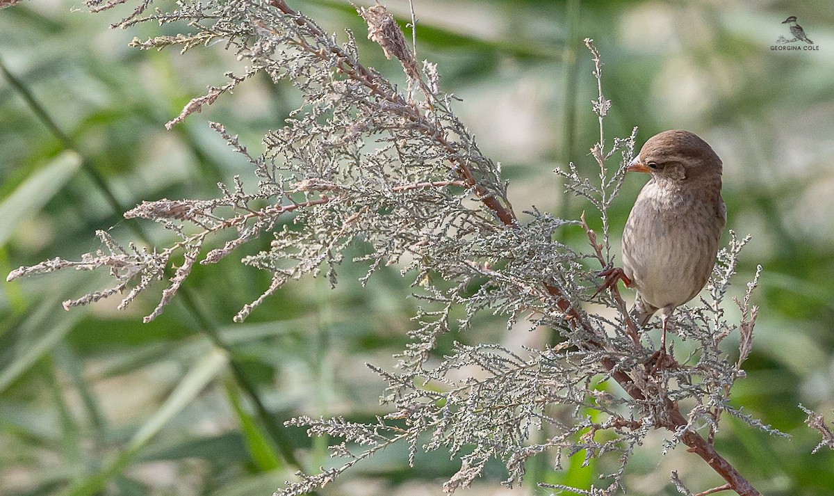 Spanish Sparrow - ML627762269