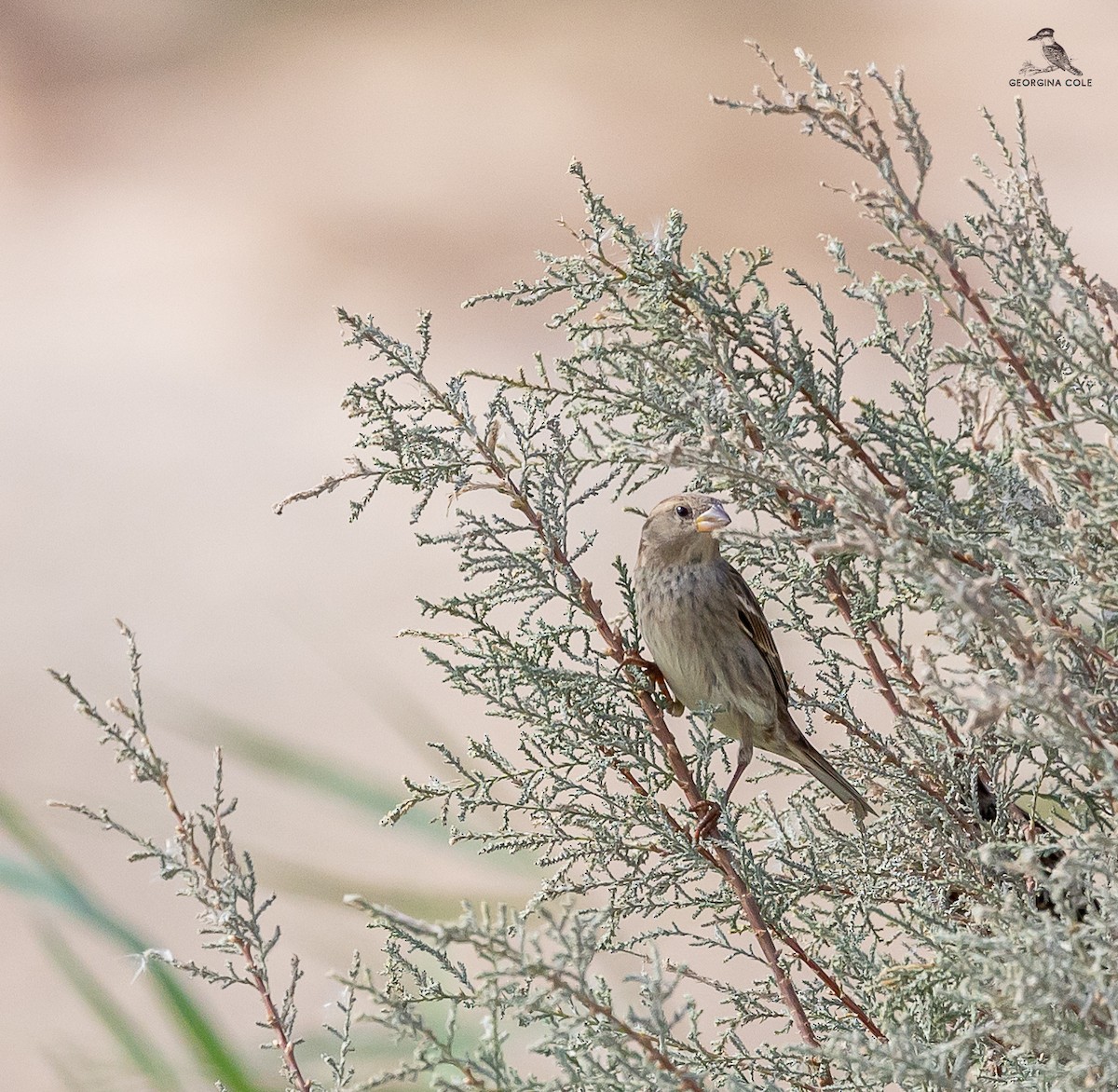 Spanish Sparrow - ML627762270