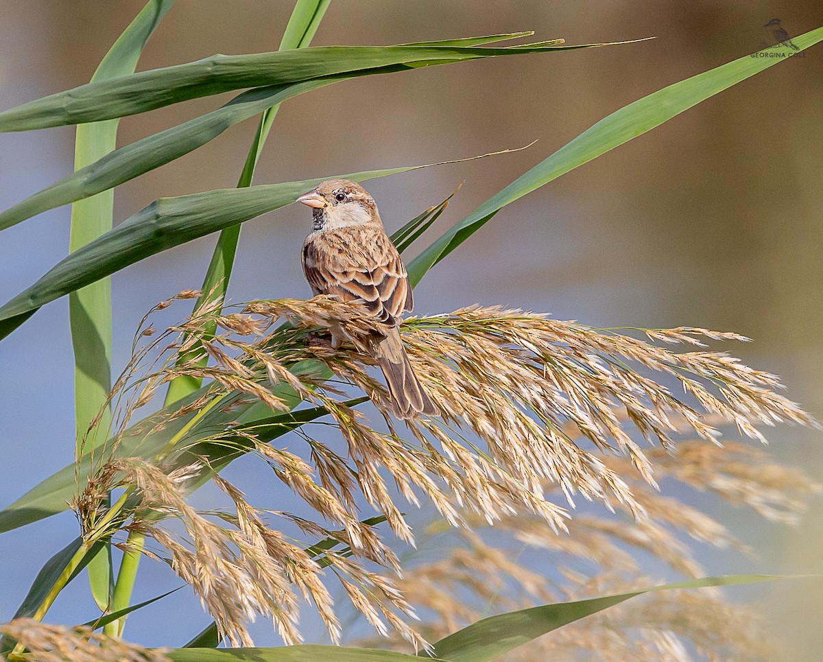 Spanish Sparrow - ML627762271