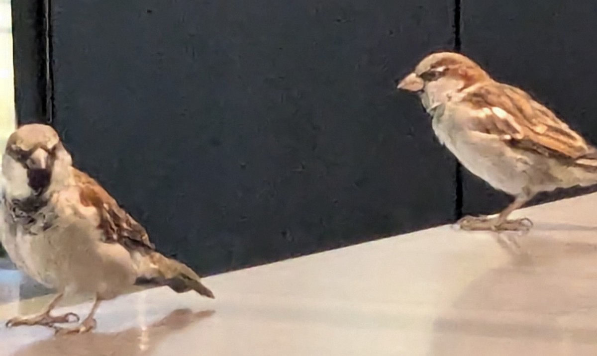 House Sparrow - ML627762272