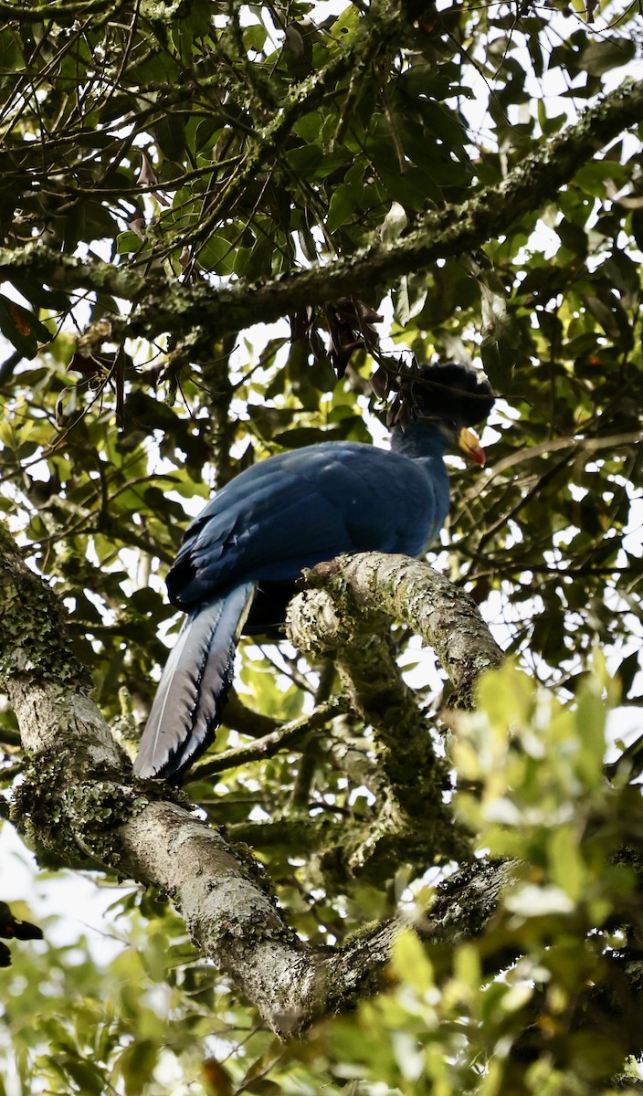 Great Blue Turaco - ML627762274