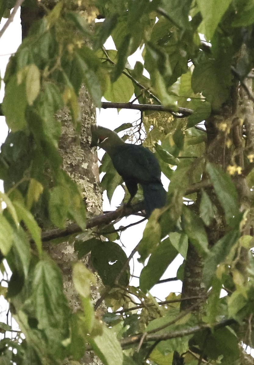 Black-billed Turaco - ML627762277