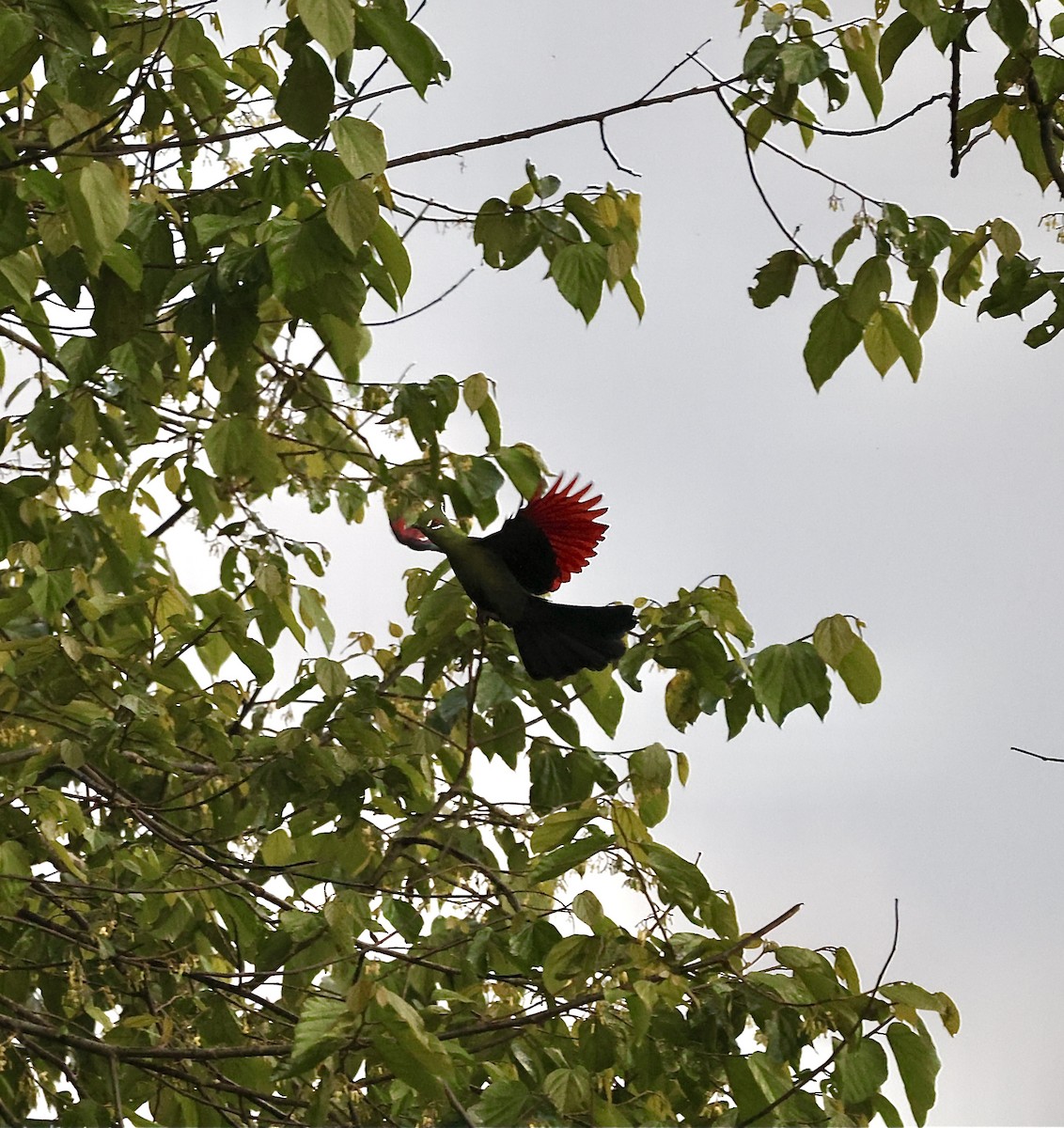 Black-billed Turaco - ML627762278