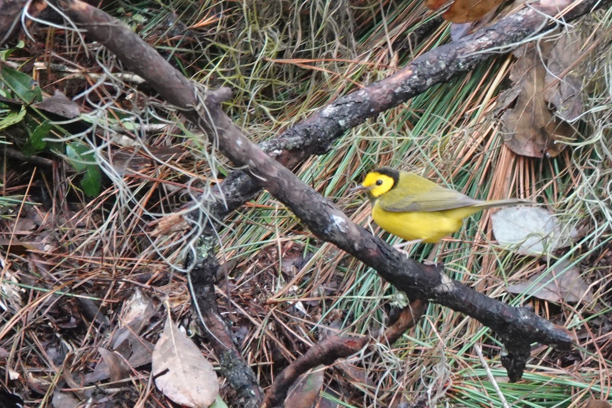 Hooded Warbler - ML627762312