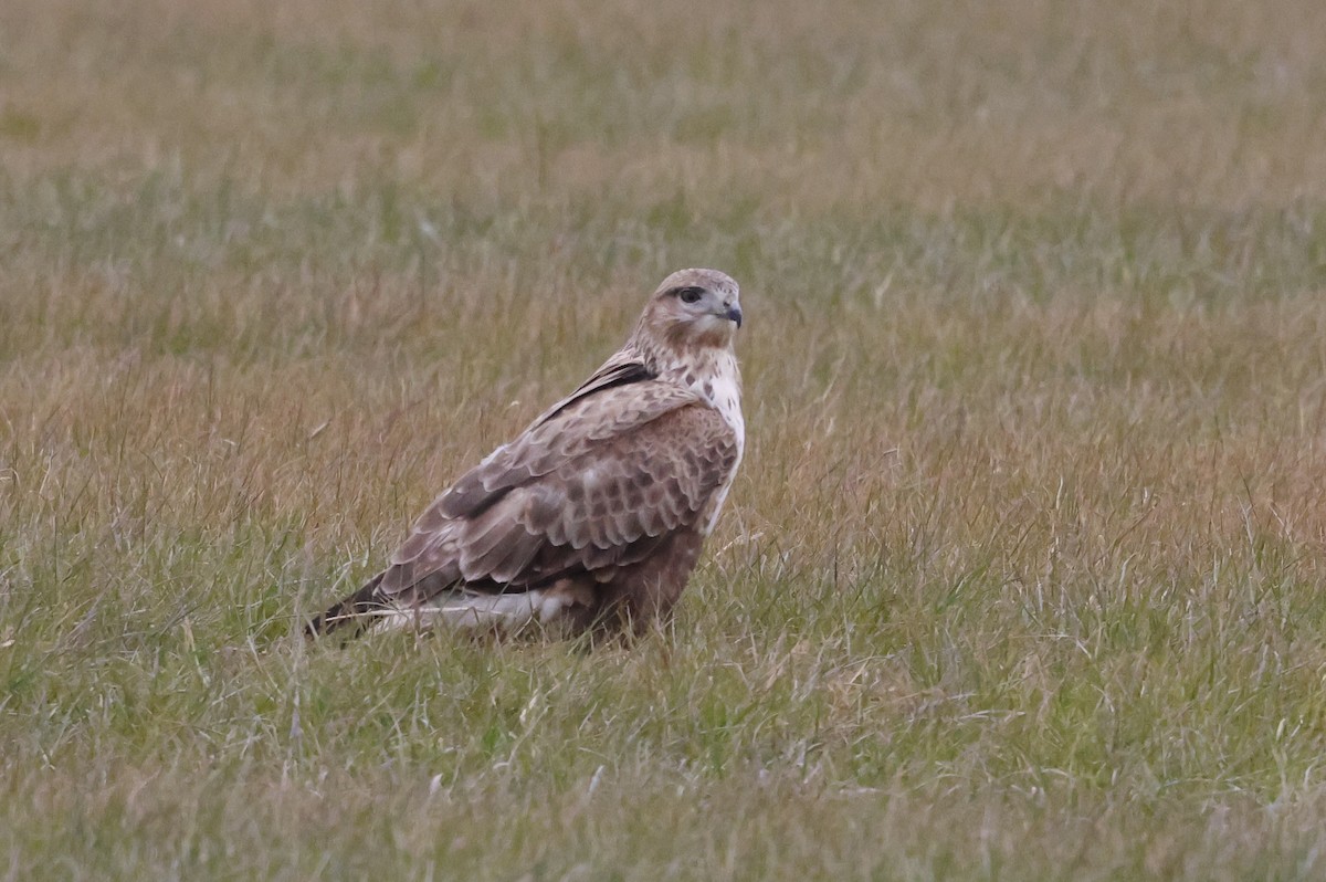 Upland Buzzard - ML627762314