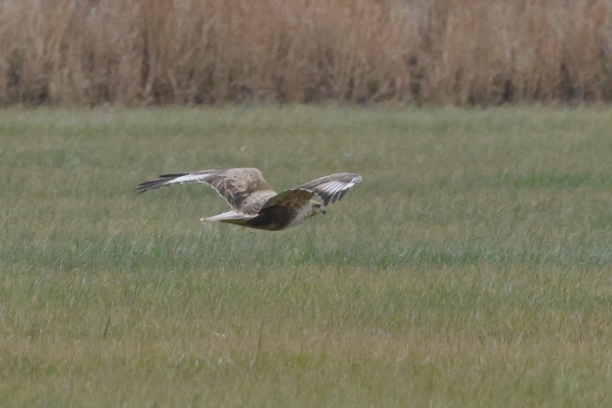 Upland Buzzard - ML627762315