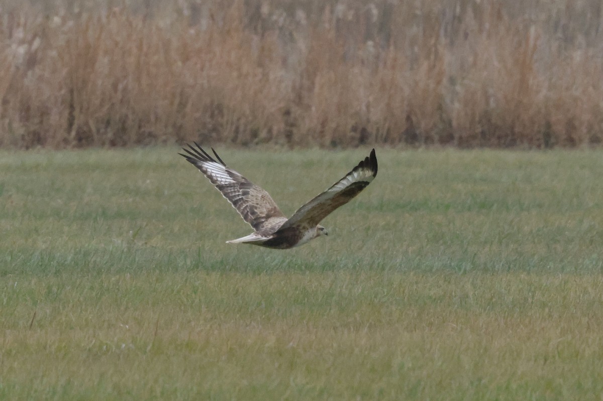 Upland Buzzard - ML627762317