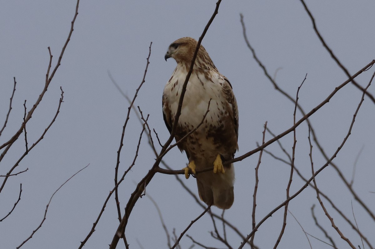 Upland Buzzard - ML627762318