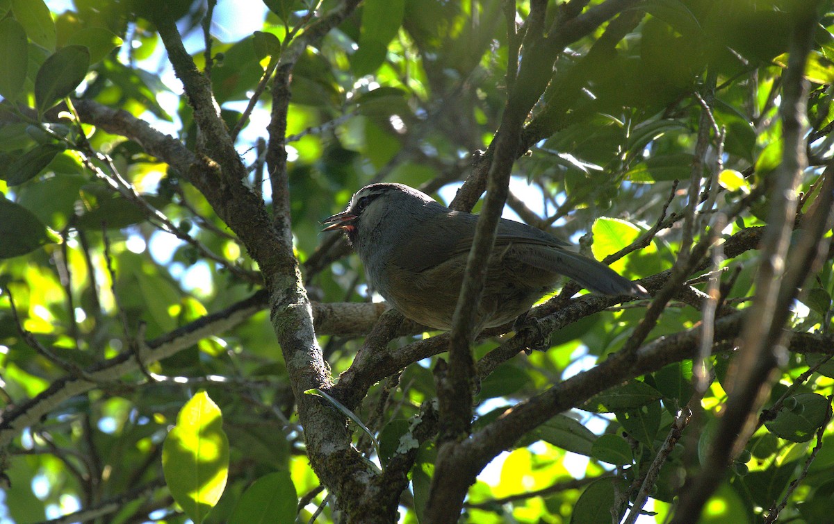 Banasura Laughingthrush - ML627762336