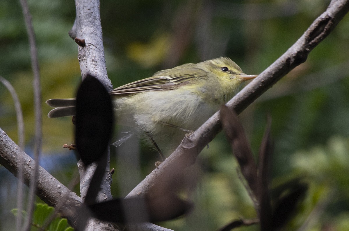 Green Warbler - ML627762402