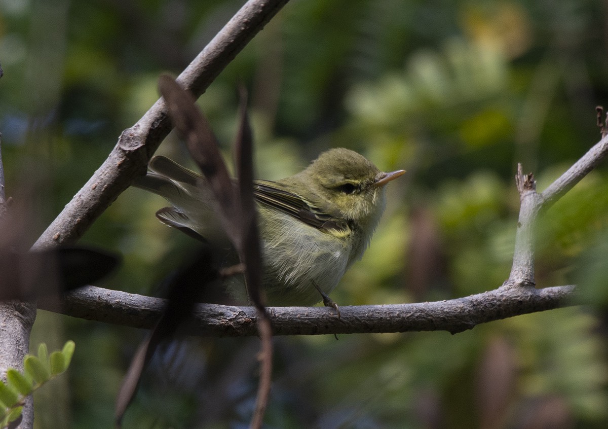 Green Warbler - ML627762403