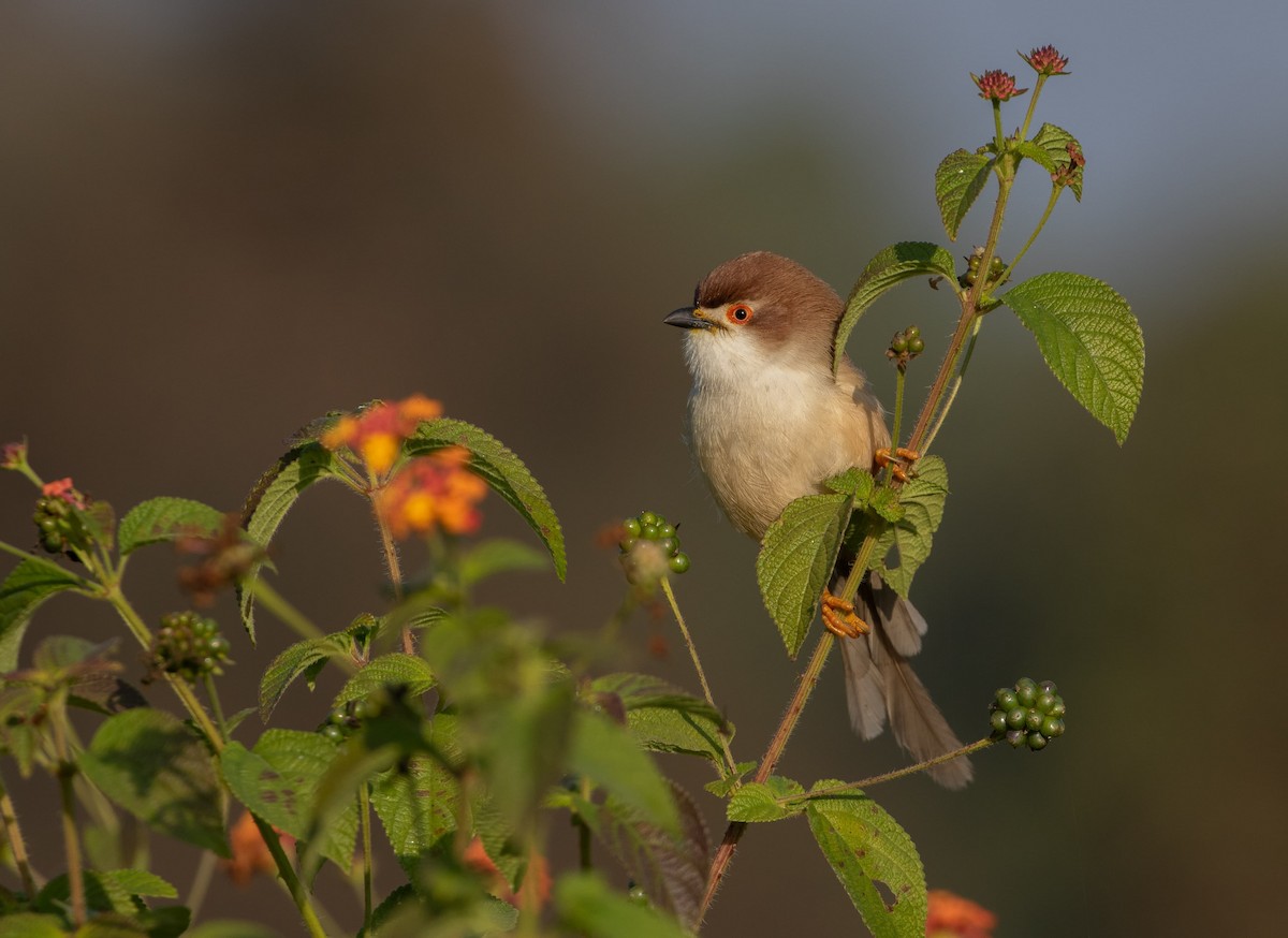 Yellow-eyed Babbler - ML627762429