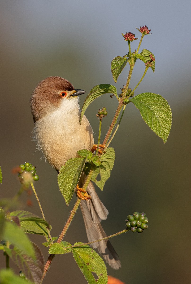 Yellow-eyed Babbler - ML627762430