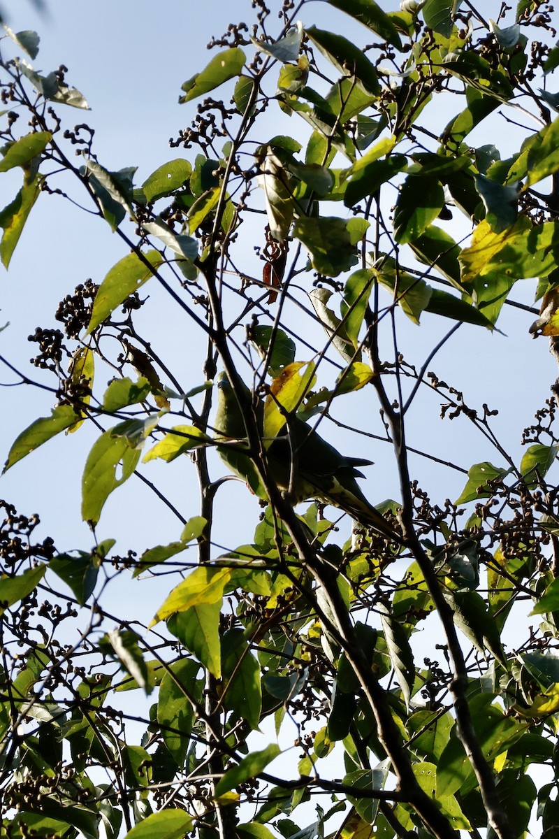 Wedge-tailed Green-Pigeon - ML627762451