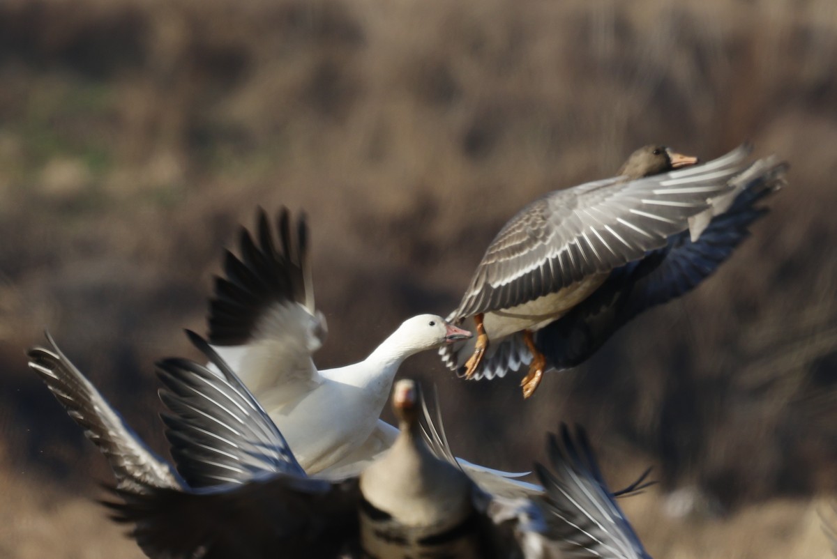 husa sněžní - ML627762470