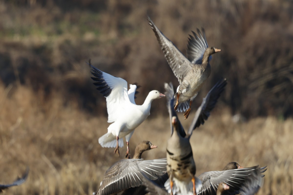 husa sněžní - ML627762472