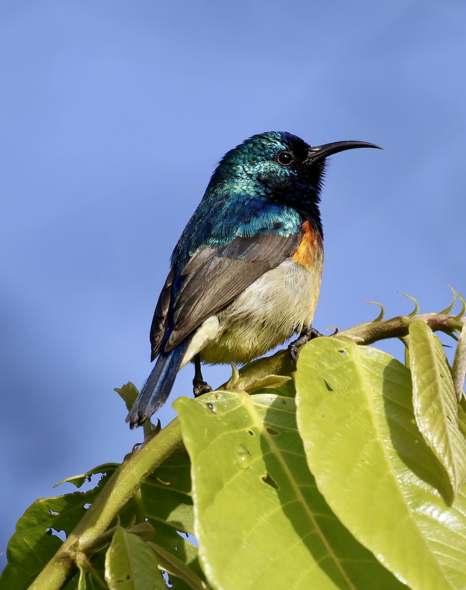 Variable Sunbird - ML627762497