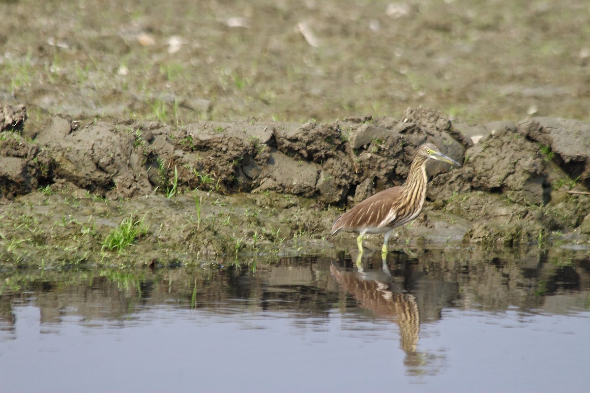 mangrovehegre - ML627762498