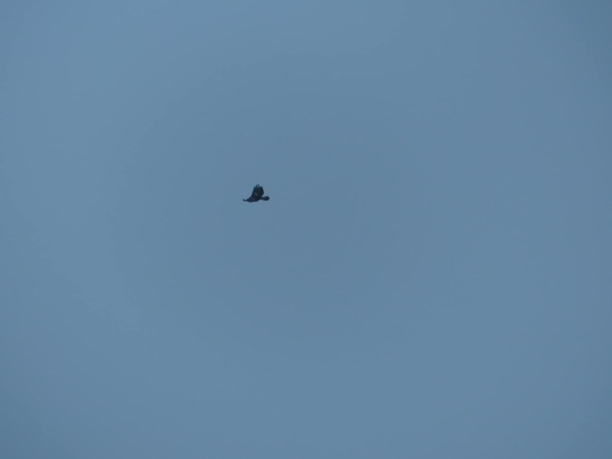 Golden Eagle - ML627762506