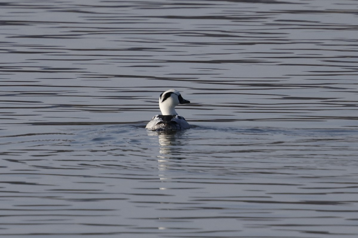 morčák malý - ML627762507