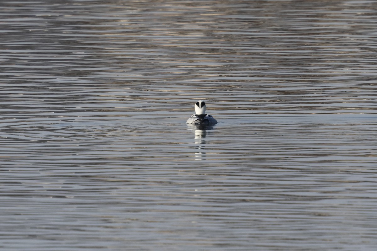 morčák malý - ML627762508