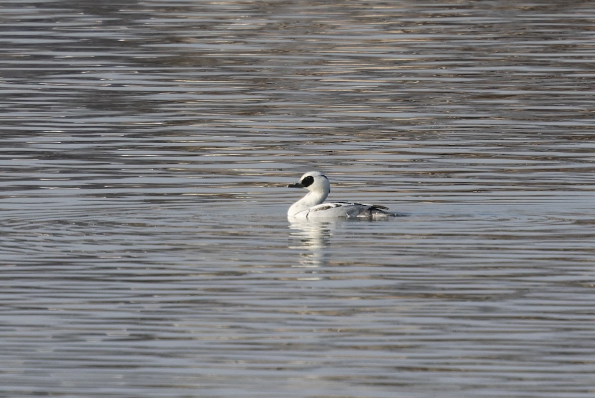 morčák malý - ML627762509