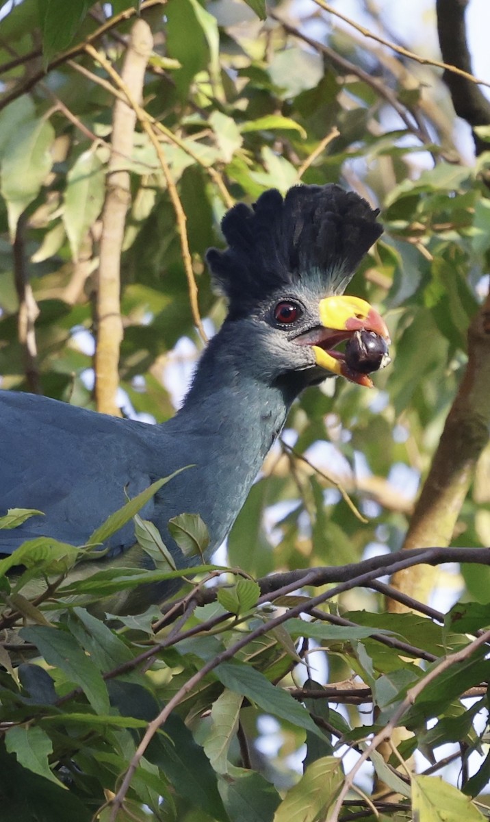 Great Blue Turaco - ML627762512