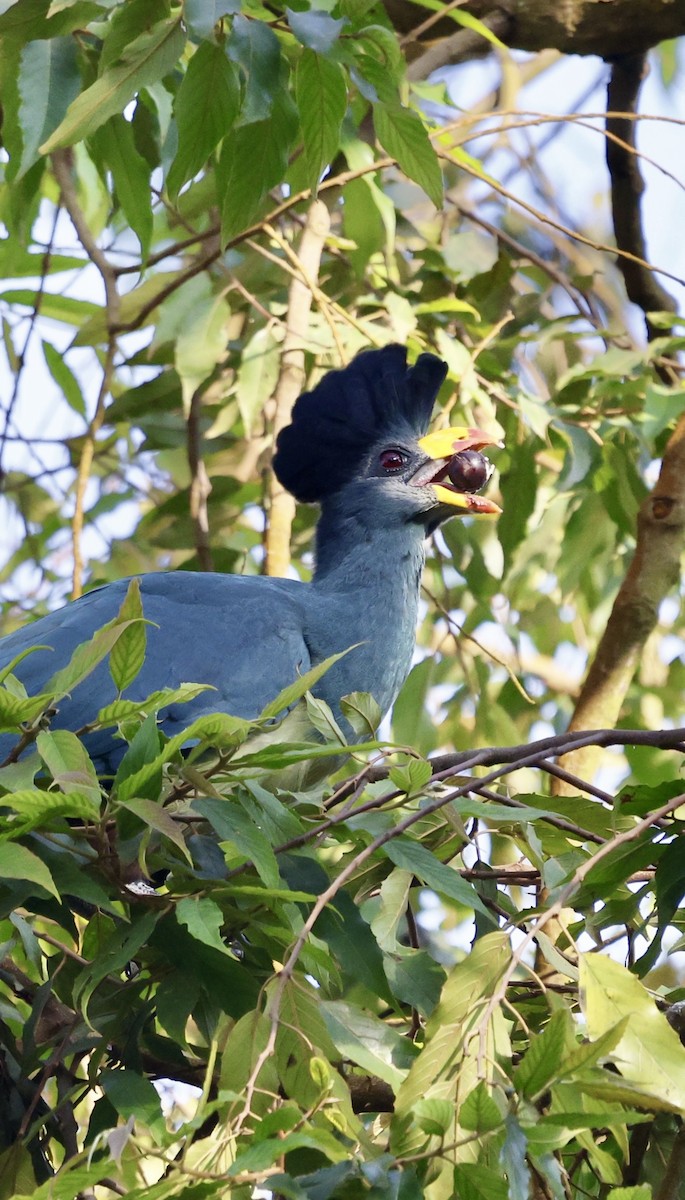 Great Blue Turaco - ML627762513