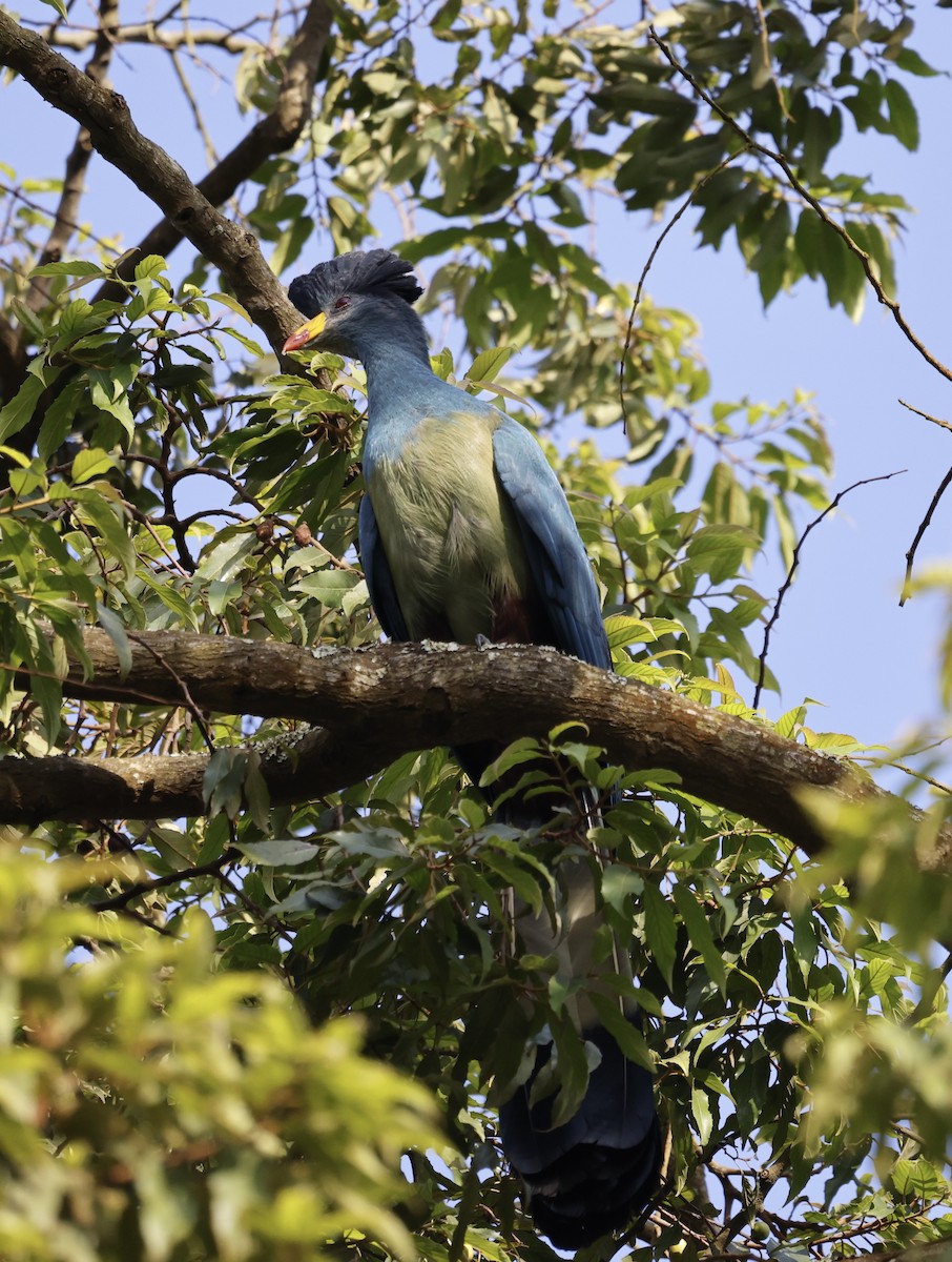 Great Blue Turaco - ML627762514