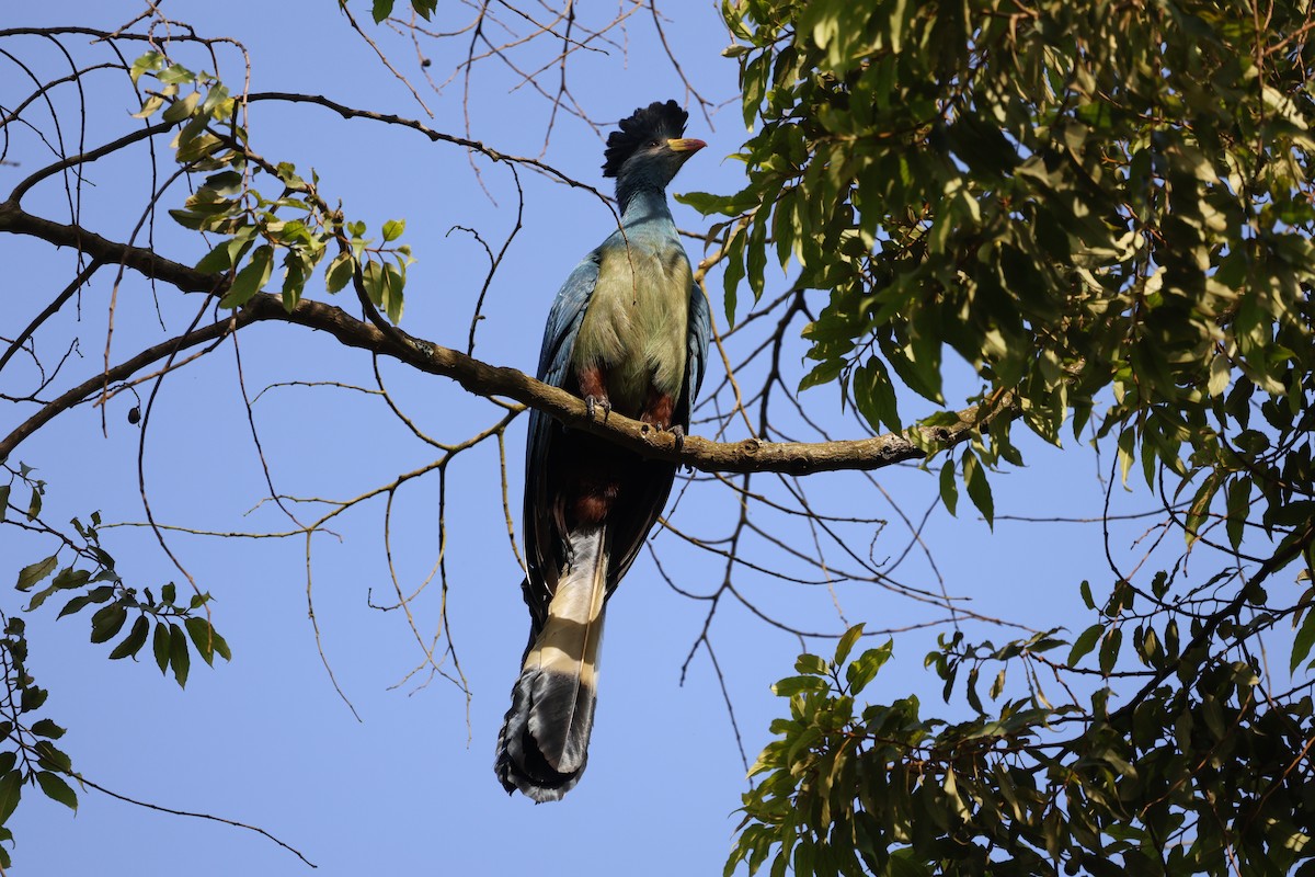 Great Blue Turaco - ML627762515