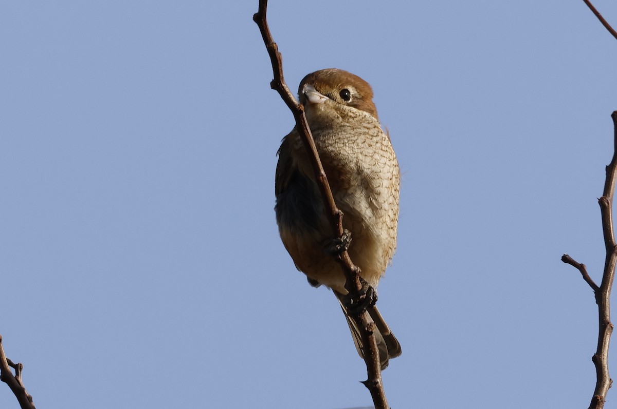 ťuhýk hlavatý - ML627762554