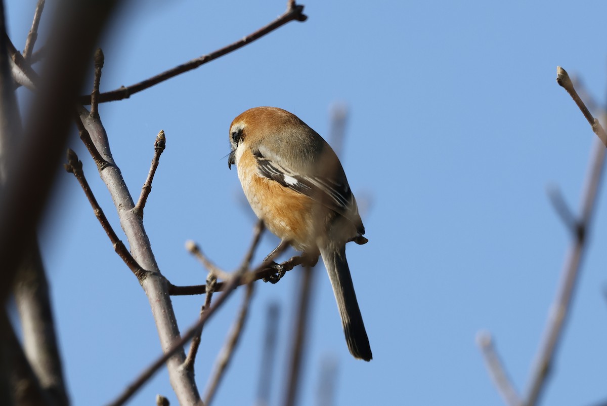 ťuhýk hlavatý - ML627762555