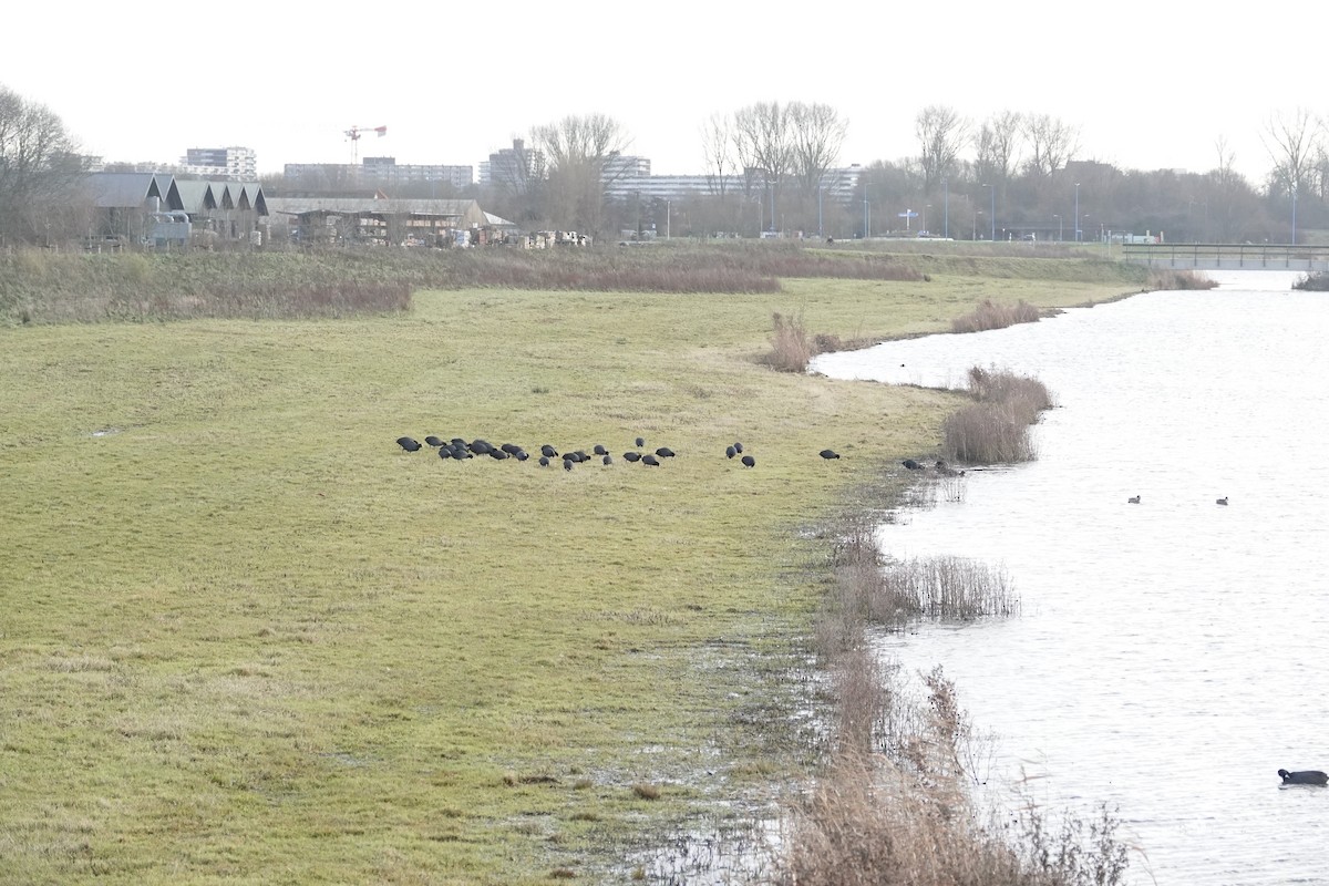 Eurasian Coot - ML627762557