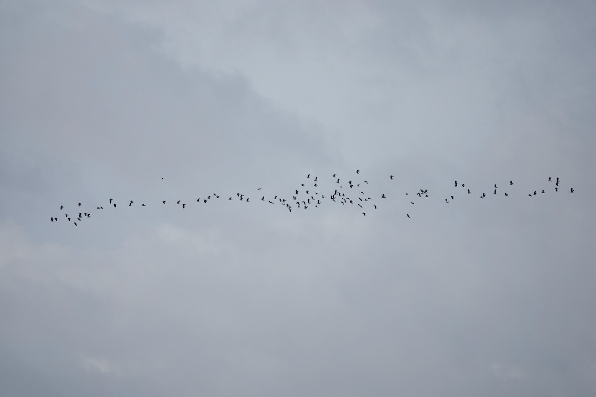 Northern Lapwing - ML627762560