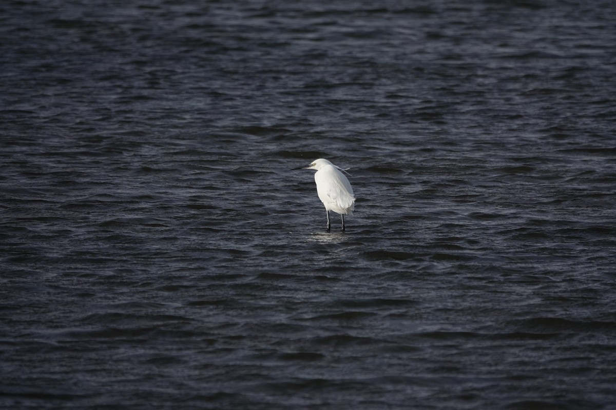 Little Egret - ML627762565