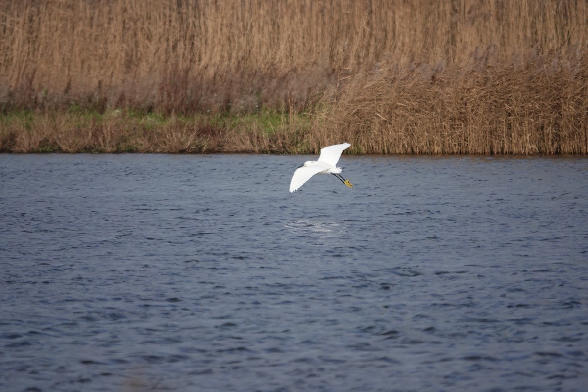 Little Egret - ML627762566