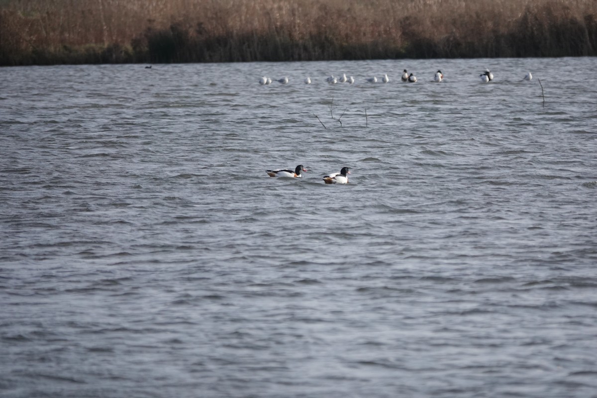 Common Shelduck - ML627762571