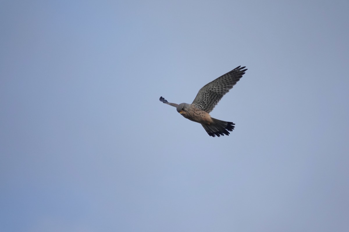 Eurasian Kestrel - ML627762577