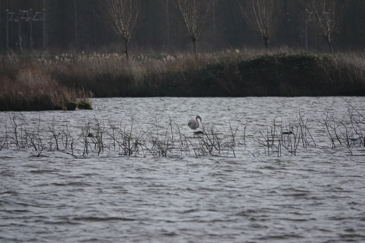 Greater Flamingo - ML627762593