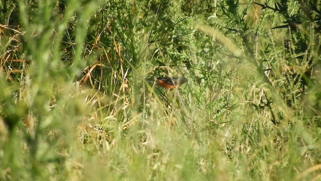 Rufous-rumped Seedeater - ML627762634