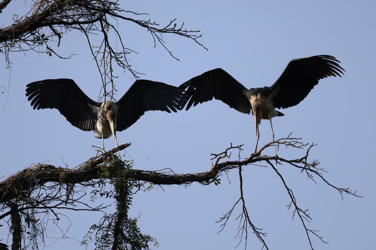 Marabou Stork - ML627762650