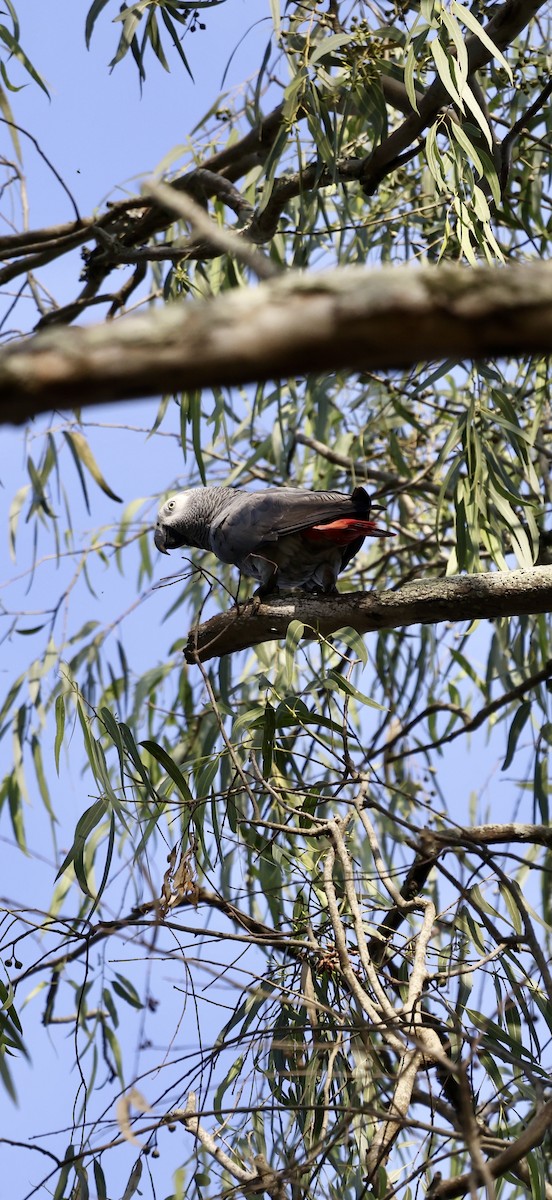 Gray Parrot (Gray) - ML627762681