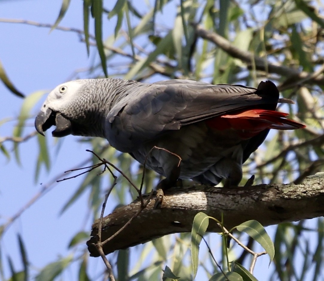 Gray Parrot (Gray) - ML627762682