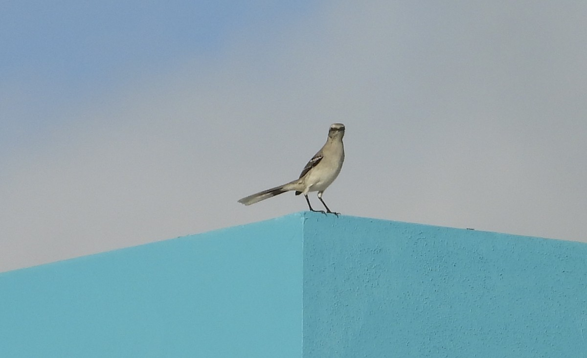 Tropical Mockingbird - ML627762705