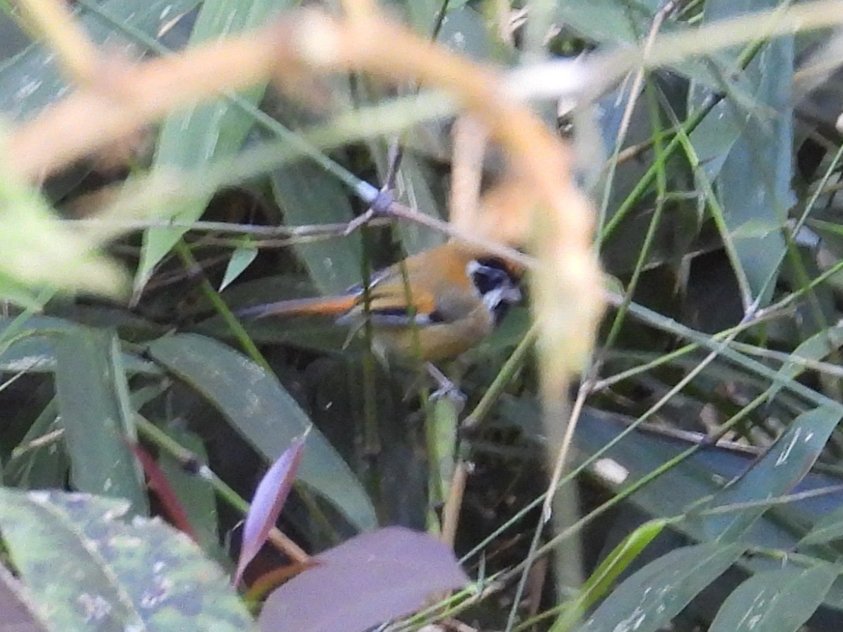 Black-throated Parrotbill - ML627762714