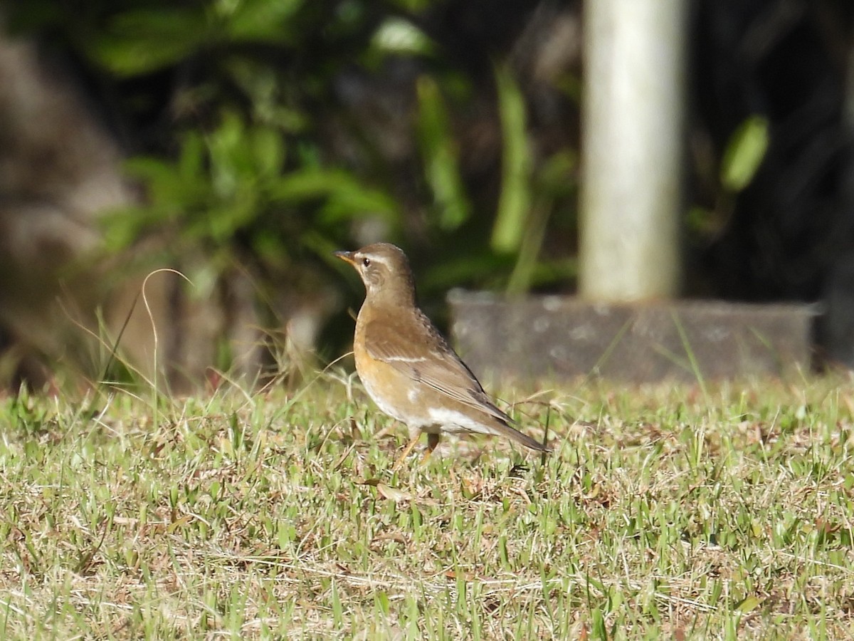 Eyebrowed Thrush - ML627762727